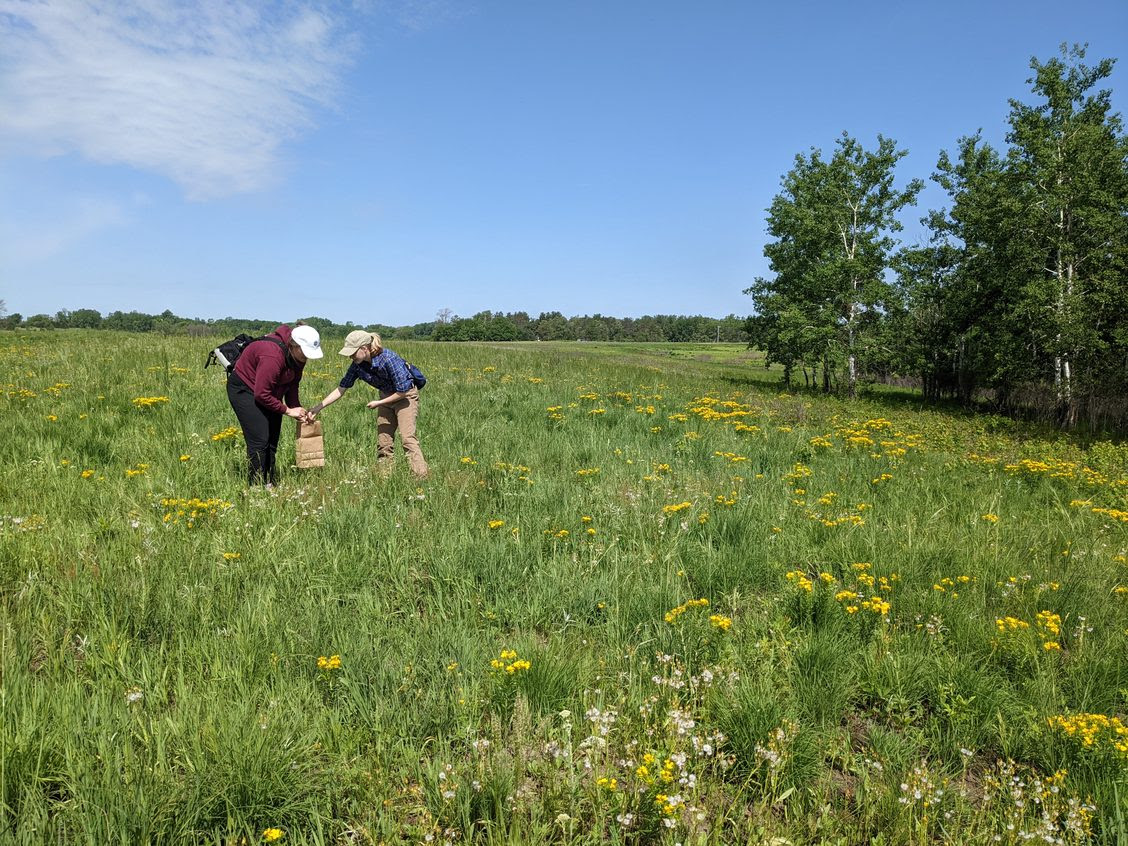 Two women gathering seed in a prairie